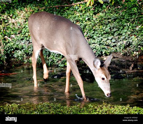 Deer Drinking Water From Stream