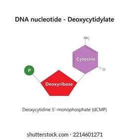 64 Deoxyribonucleotide Images, Stock Photos & Vectors | Shutterstock