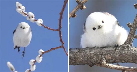 Tiny Birds That Look Like Flying Cotton Balls Live On Japanese Island