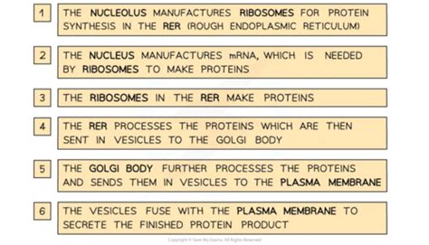 Production Of Proteins Flashcards Quizlet