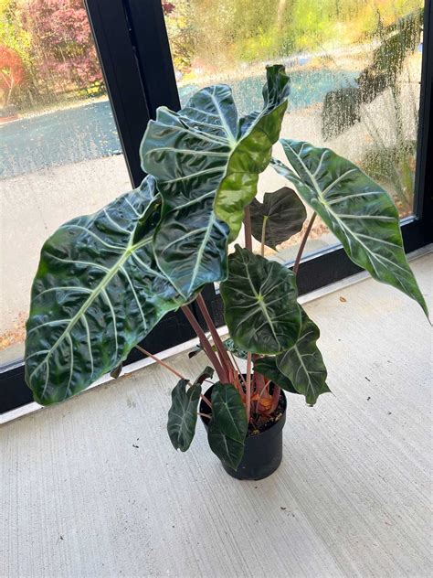 Alocasia Nairobi Night: 7 Care Tips for a Thriving Plant