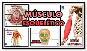 HISTOLOGIA TEJIDO MUSCULAR Y NERVIOSO 5TO AÑO PARTE II 55 jugadas