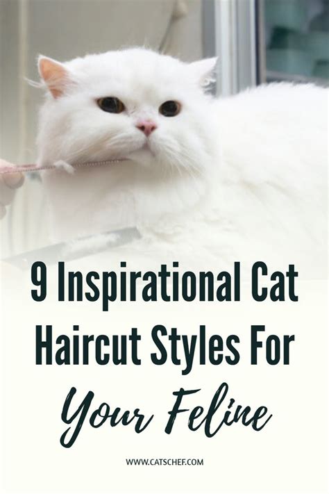 9 Inspirational Cat Haircut Styles For Your Feline Cat Haircut Cat