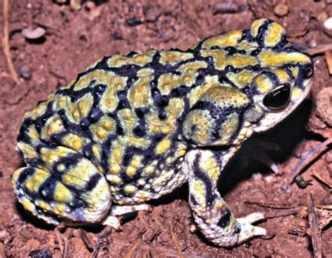 Sonoran Green Toad Facts and Pictures