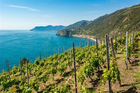 Lines Of Mediterranean Vineyard Above Crystal Clear Sea Stock Photo