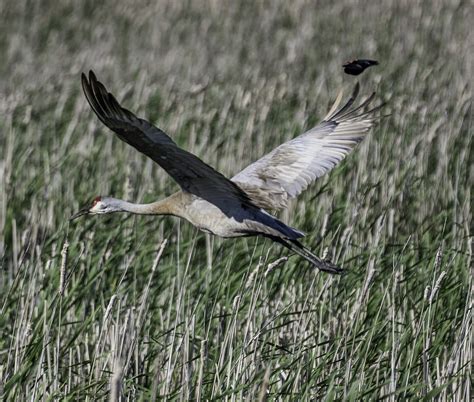 Sandhill Crane flying over the Marsh image - Free stock photo - Public
