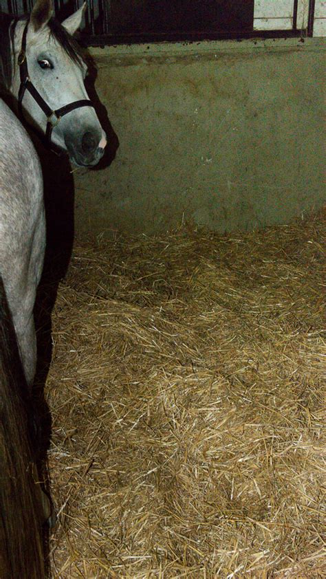 Bedding – Straw – The Horse's Advocate