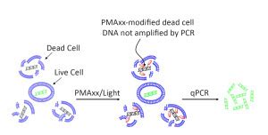 Pmaxx Mm In H O Biotium