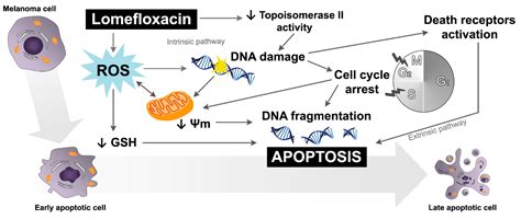 Lomefloxacin Induces Oxidative Stress And Apoptosis In Colo Melanoma