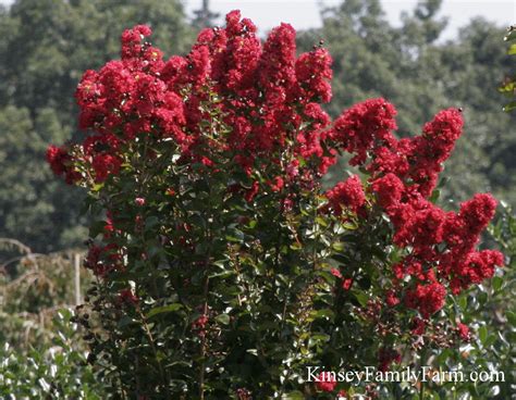 Dwarf Crape Myrtle Red