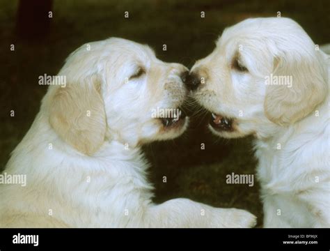 Two Golden Retriever pups "kissing Stock Photo - Alamy