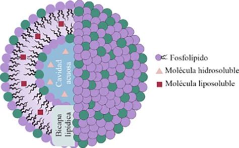 Los Liposomas En Nanomedicina Del Concepto A Sus Aplicaciones Cl Nicas