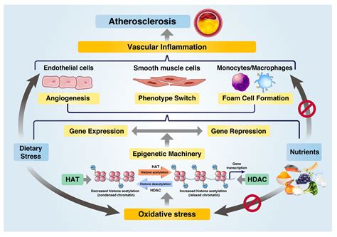 Vascular Inflammation And Atherosclerosis Encyclopedia MDPI