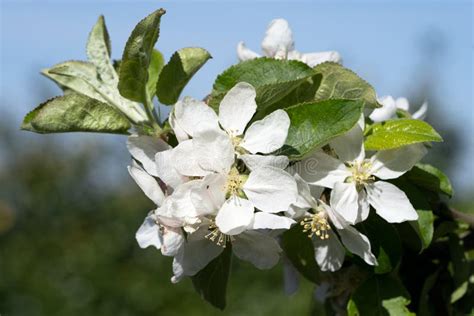 Apple Tree, Malus Domestica Stock Image - Image of perennial ...