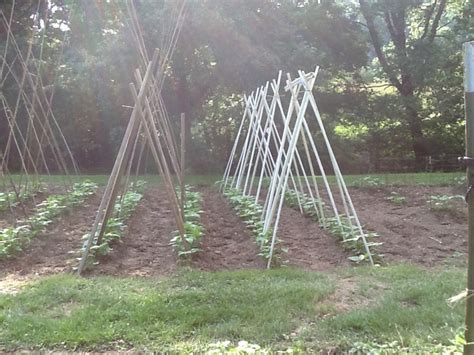 Bean Teepees Plants Teepee Beans