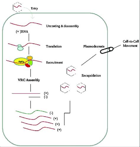 Pictorial Representation Of The Various Stages Of Plant Rna Virus