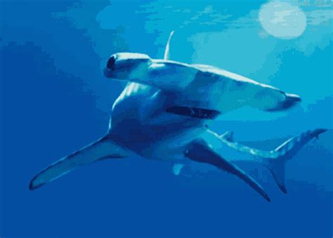 Shark GIF - Shark - Discover & Share GIFs