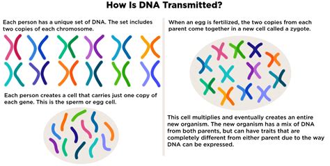 Transmission Dna Replication Definition Overview Expii