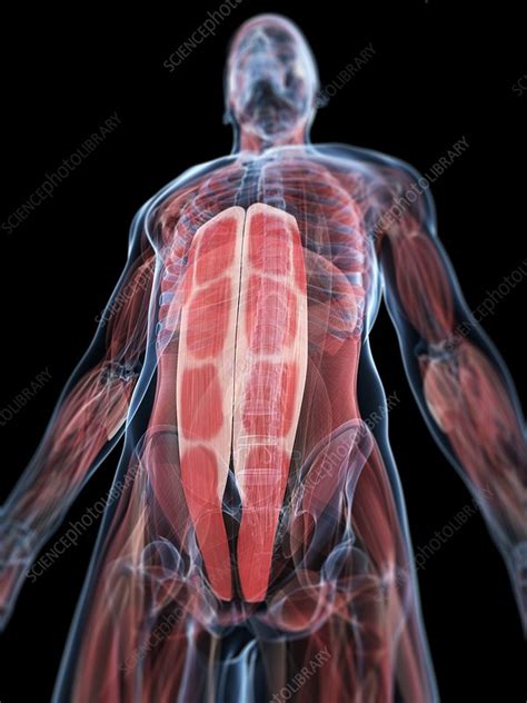 Abdominal Muscles Artwork Stock Image F005 5424 Science Photo