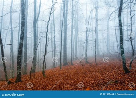 Foggy forest in autumn stock image. Image of winter - 271969461