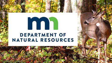 MN DNR: CWD sampling mandatory for Grand Rapids deer hunters - WDIO.com