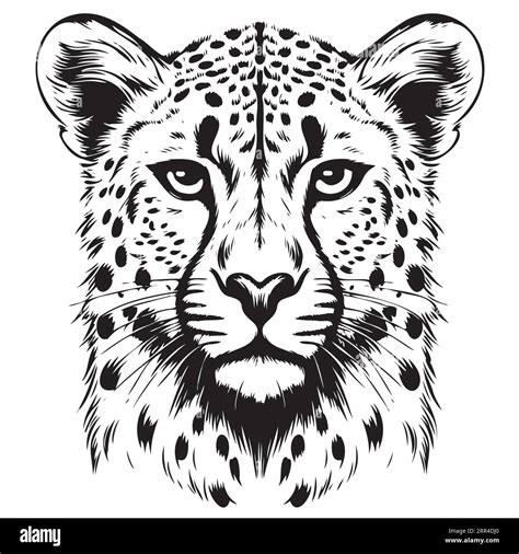 Cheetah Face Drawing