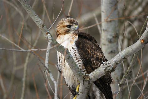 Red Tailed Hawk Close Up Red Tailed Hawk Buteo Jamaicensi Flickr