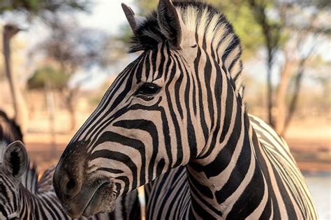 Animais selvagens africanos zebra de montanha africana em pé na