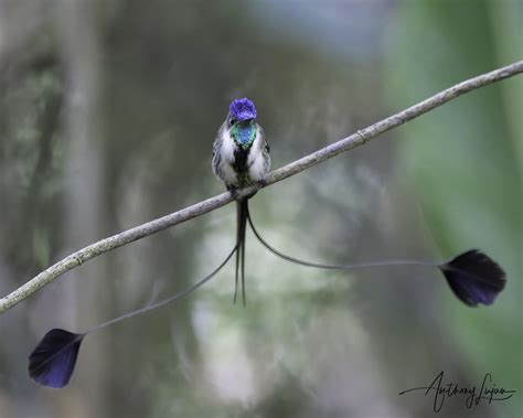 Marvelous Spatuletail — Anthony Lujan