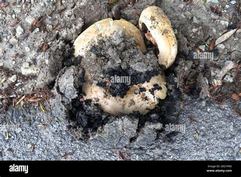 Mushrooms Are Growing Through Asphalt Layer Of A Street Stock Photo Alamy