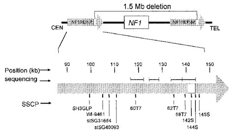 Localization of the NF1 microdeletion breakpoints. The schematic shows ...