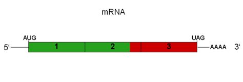 自放大 mRNA saRNA 下一代疫苗 RNA 平台 Scientific European