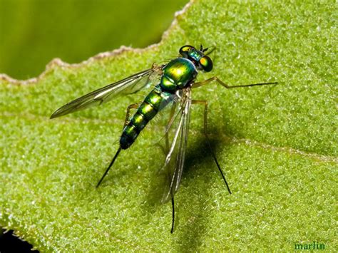 Long Legged Fly Condylostylus North American Insects Spiders