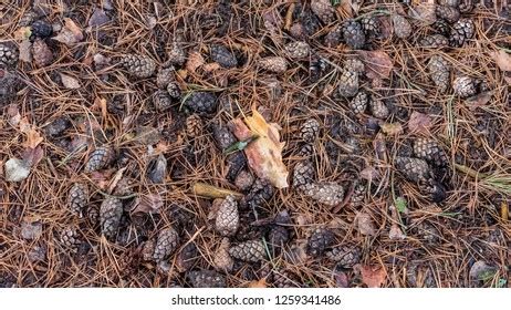 Naked Pine Tree Forest Before Winter Stock Photo Shutterstock