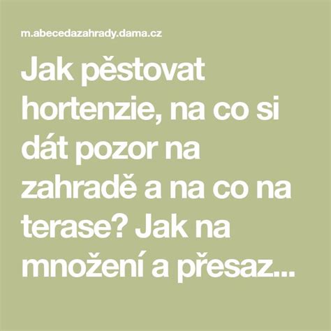 Jak pěstovat hortenzie na co si dát pozor na zahradě a na co na terase