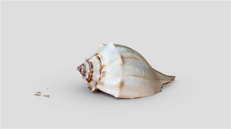 Whelk Shell Download Free 3d Model By Terrie Simmons Ehrhardt