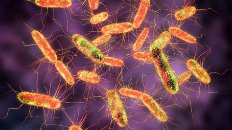 Salmonella Outbreak Affecting 31 States Including Oklahoma Linked To