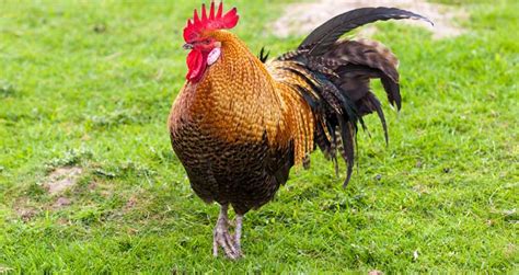 Diferencia Entre Pollo Y Gallina ¿cuál Es La Distinción