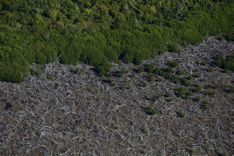 600 Miles Of Mangrove Trees In Australia Killed By Temperature, Drought ...