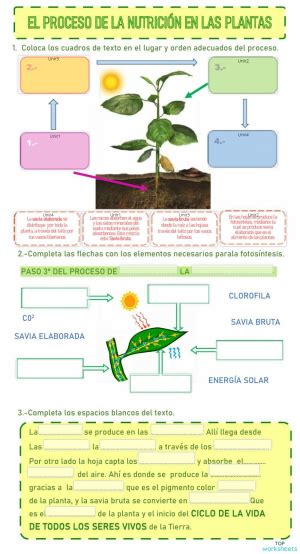 El Proceso De Nutrici N En Las Plantas Ficha Interactiva Topworksheets