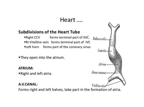 Anatomy of right atrium | PPT