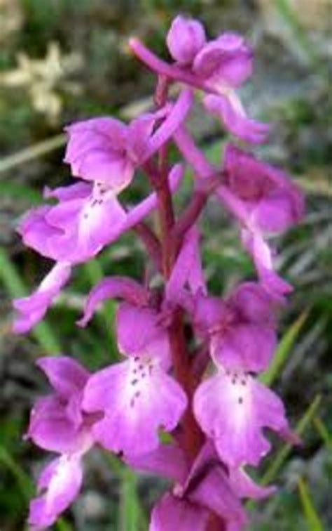 Early Purple Orchid Sharon Keenan