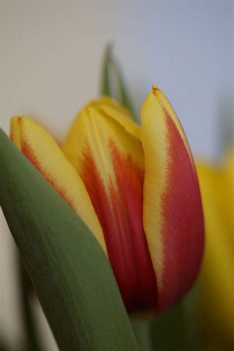 Free Images Blossom Flower Petal Tulip Botany Yellow Flora