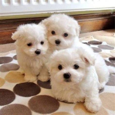 Two Gorgeous Teacup Malttes Puppies Available For Caring