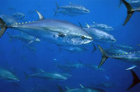 Endangered Species: Atlantic Bluefin Tuna - Sports and Politics