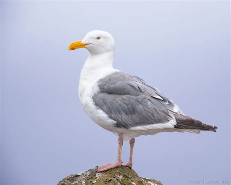 Field Trip: Gull Identification Trip — Sacramento Audubon Society