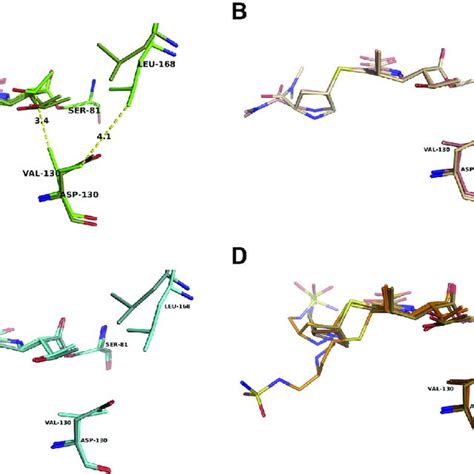 Structural differences observed in the carbapenem complexes of the ...