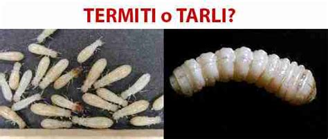 Termiti O Tarli Del Legno Impara A Riconoscerli Correttamente