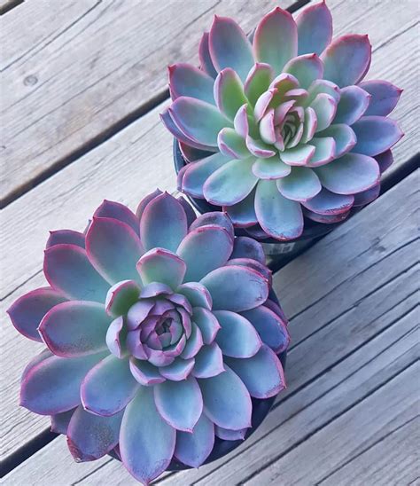 Succulents With Pink Flowers: A Colorful Addition To Your Garden