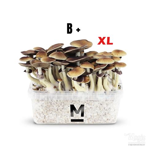 Kit Extra Grande Para Cultivo De Cogumelos B Psilocybe Cubensis